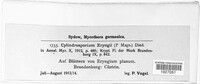 Cylindrosporium eryngii image